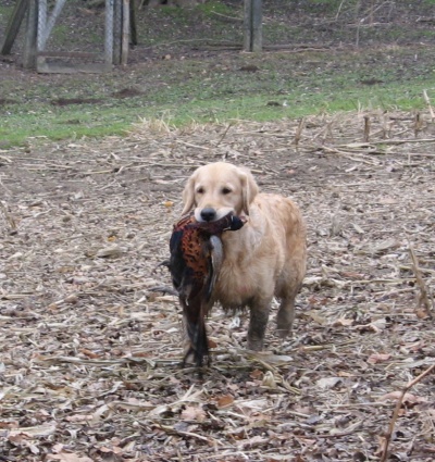 Lexy -hunt 2012 -1