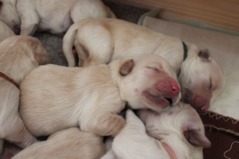 2.day pups
