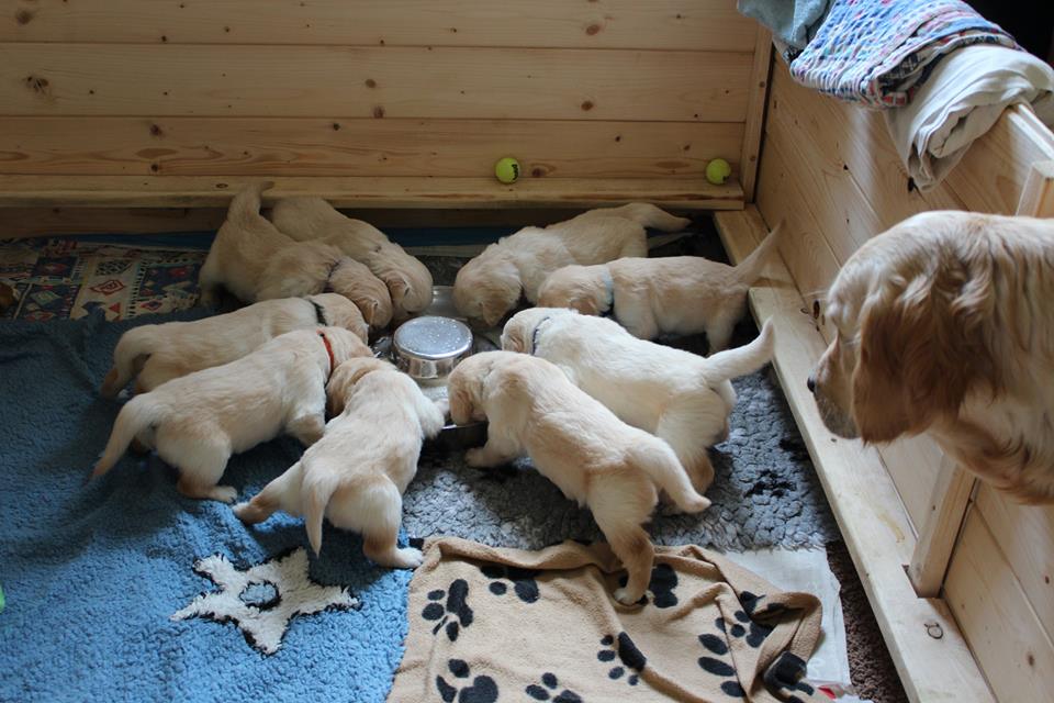 3week - litter F -2