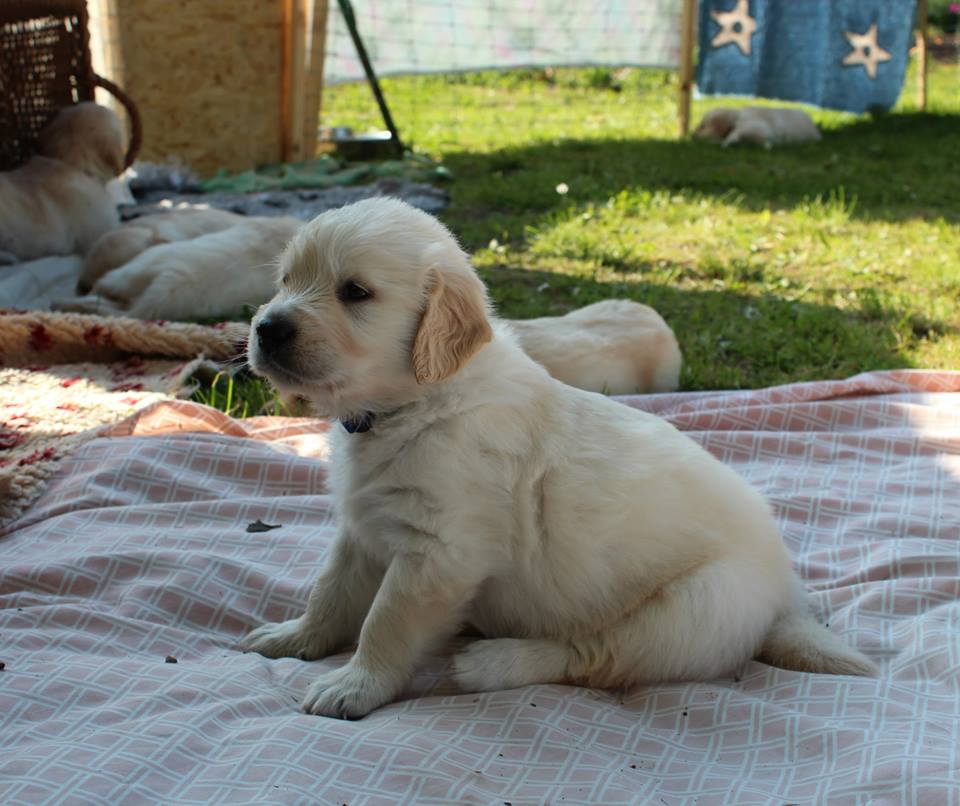 4 week - litter F -2