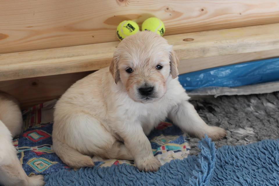 3week - litter F -2