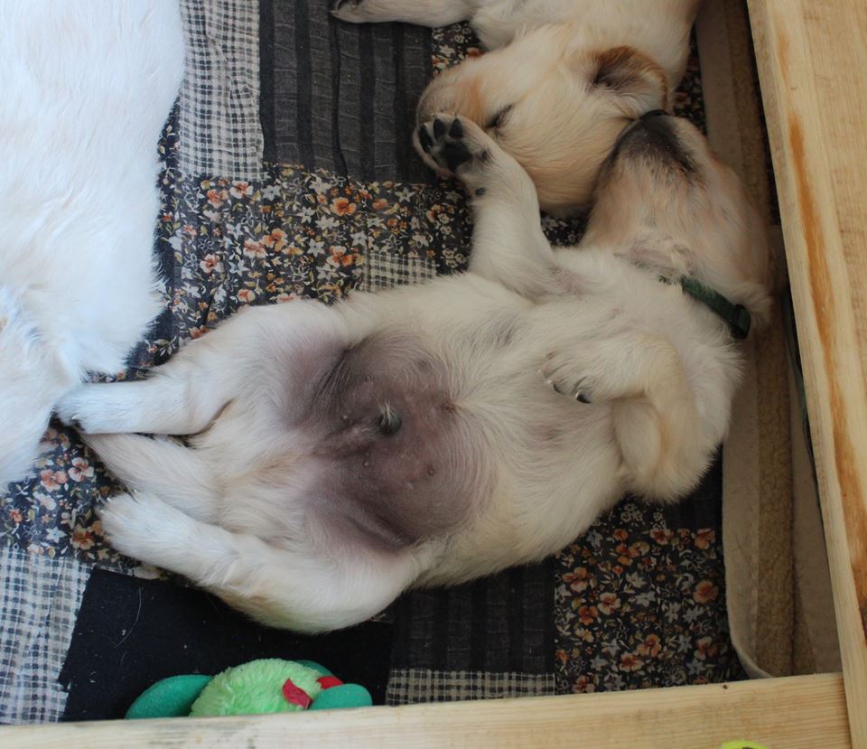 3week - litter F -1
