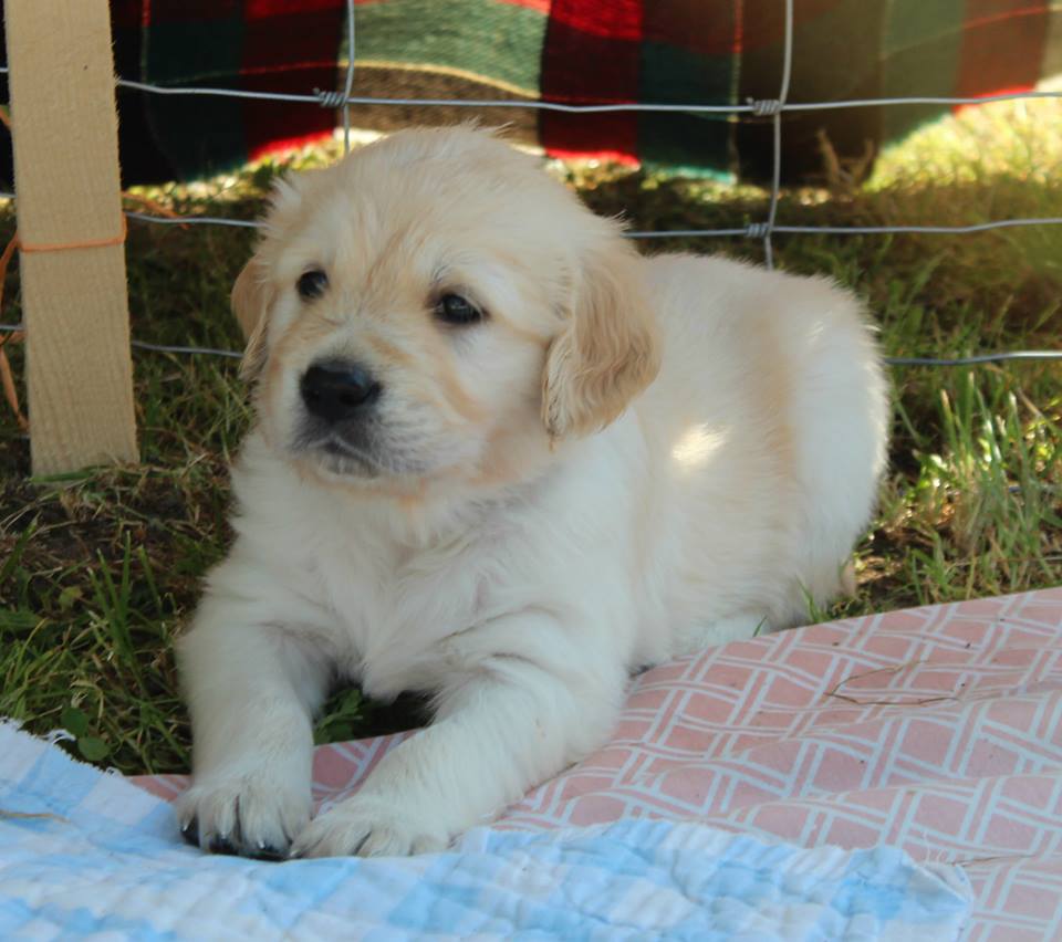 4 week - litter F -4