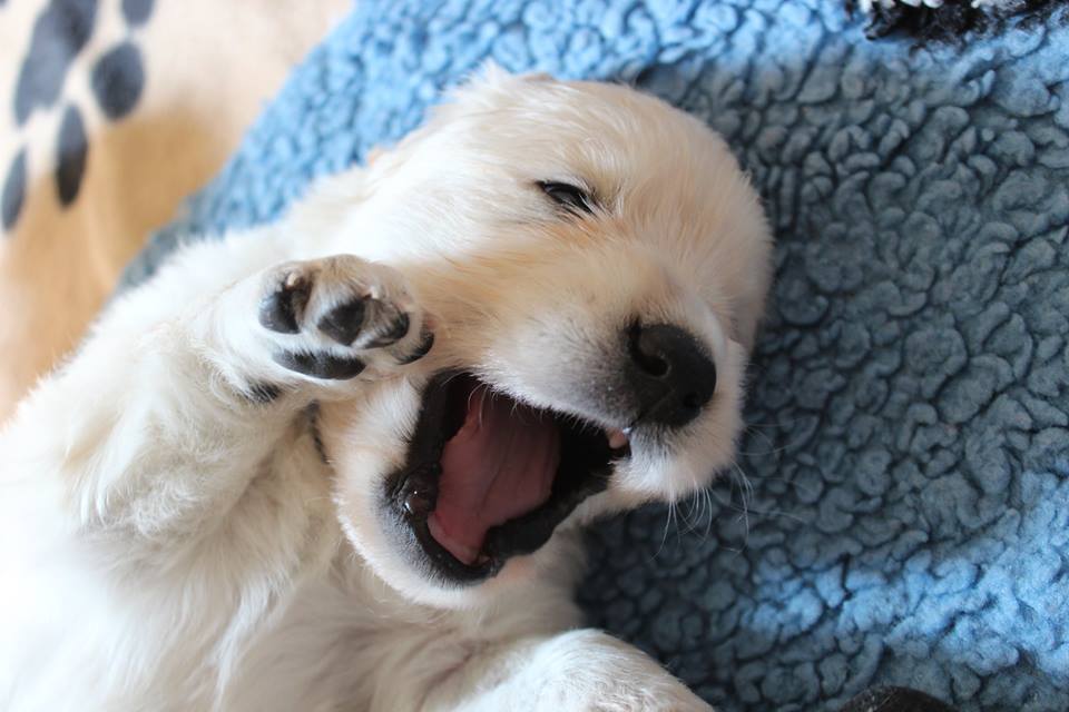 3week - litter F -4