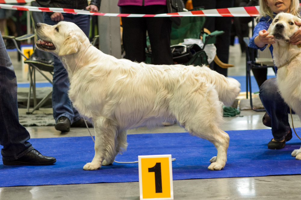cacib Praha 20145- Rico