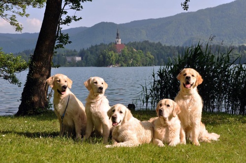 Bled - our goldens