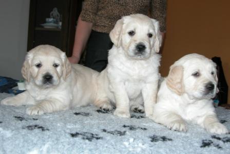litter B_2