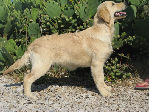 Lexy - 4 month,Croatia