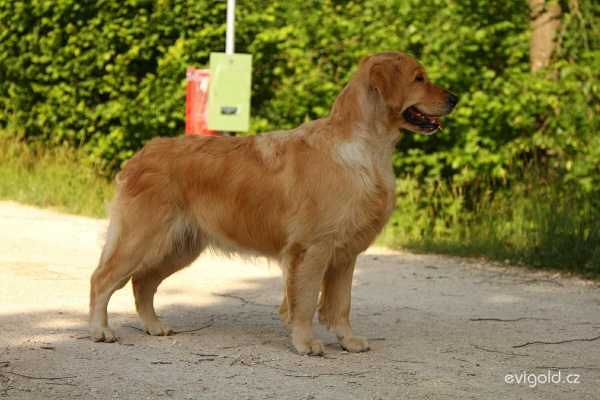 Lexy in Swiss