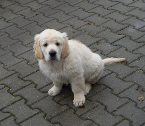 Cody 3 měs.
