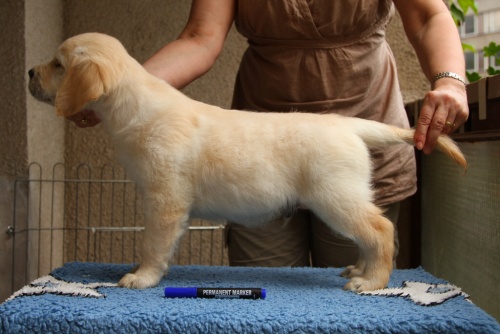 Dante - stand 7,5 w.