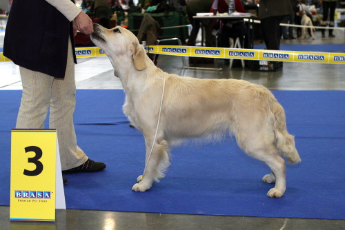 Diana - cac Brno jan.2013 -2