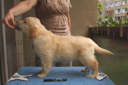 Duna - 7,5 week