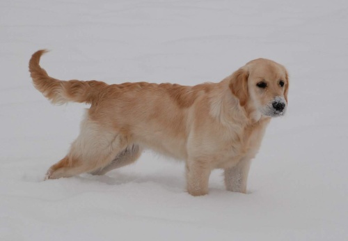 Dina-7,5 m.