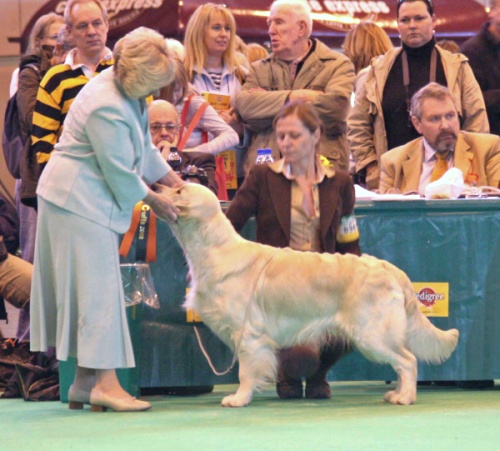 Dindin at Crufts2008