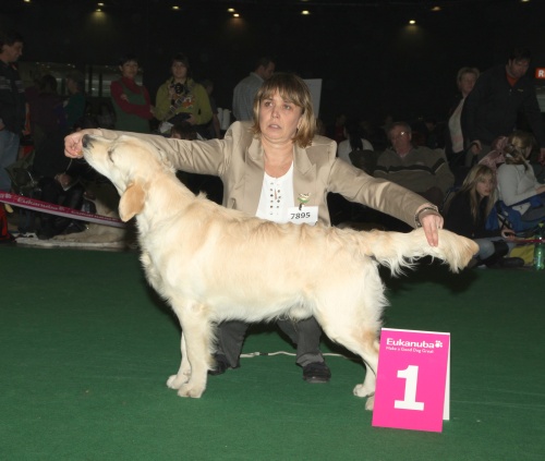 Brno2011-puppy cl._DanteVP1