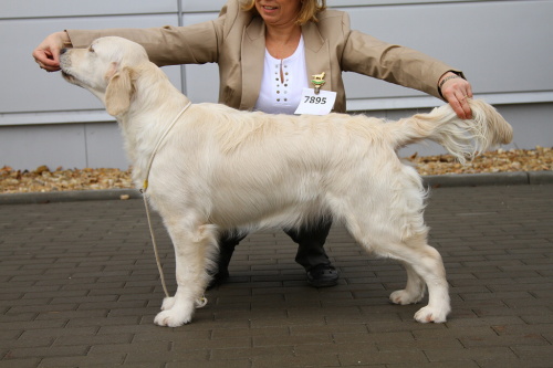 Brno2011_diana