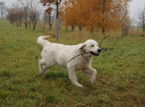 Enrico 5,5 m.