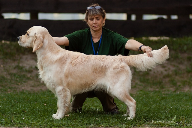 Enzo - stand_Strmilov