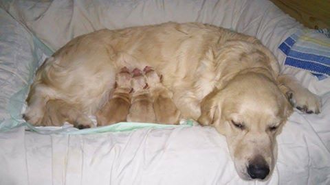 litter D Evigold 1st day