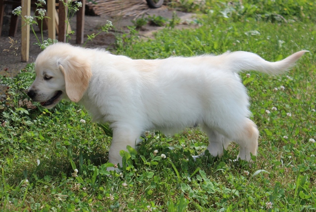 Finn