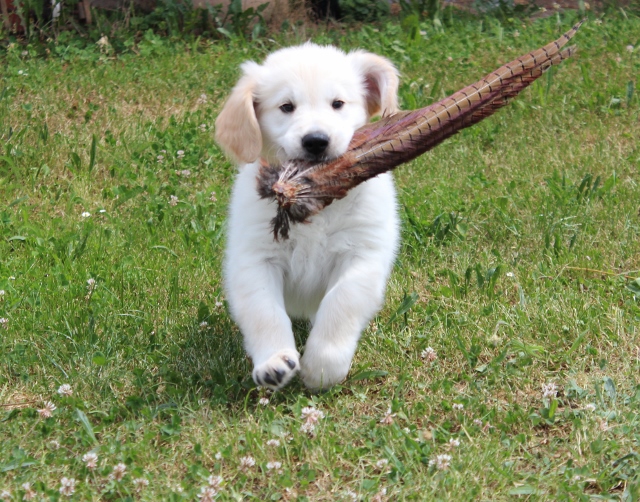 Finn, phaesant