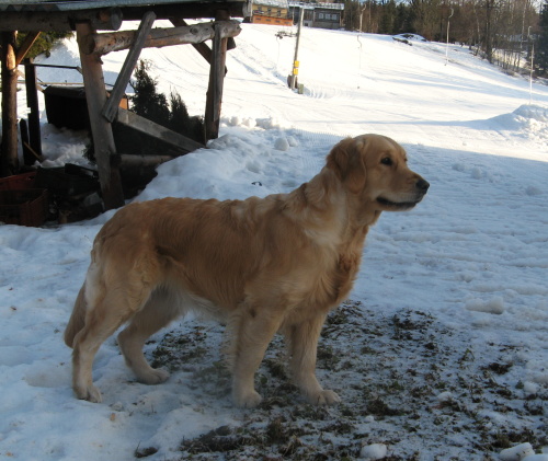 lexy - jizerky