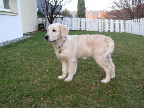 Kinley 5,5m.