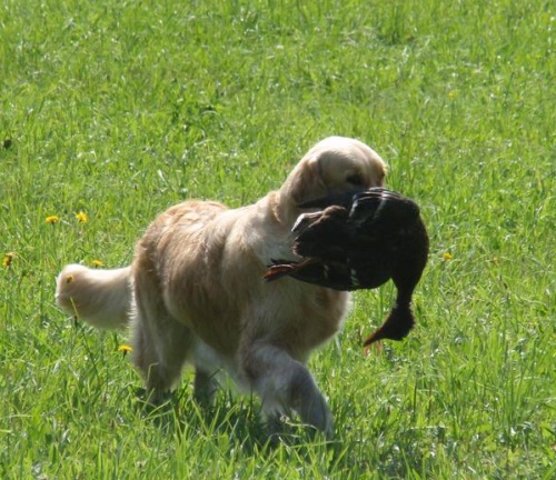 Lexy a kačenka