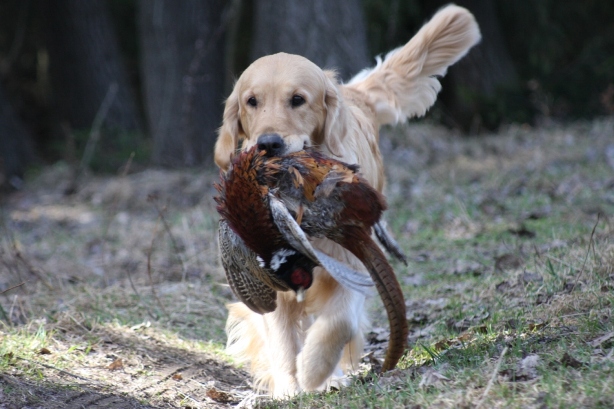Lexy with pheasant