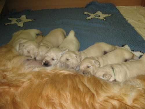 milk bar - 17th day
