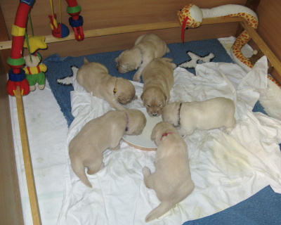 first feeding from the bowl