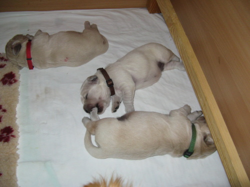 7-8 th days1