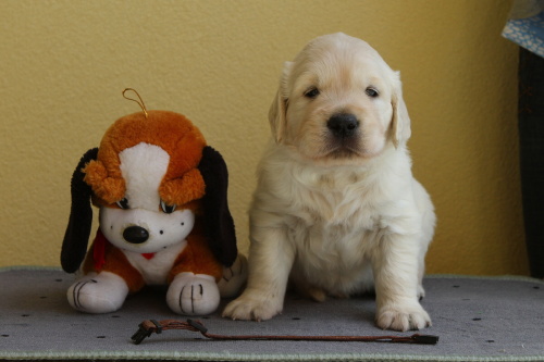 brown - face - 4th week