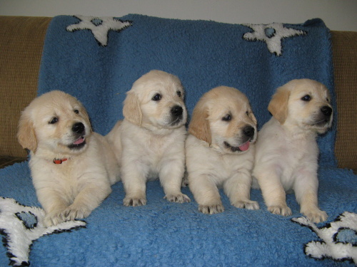 Litter D