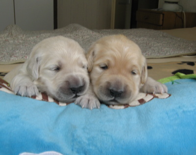 11 day - silver and brown bitches