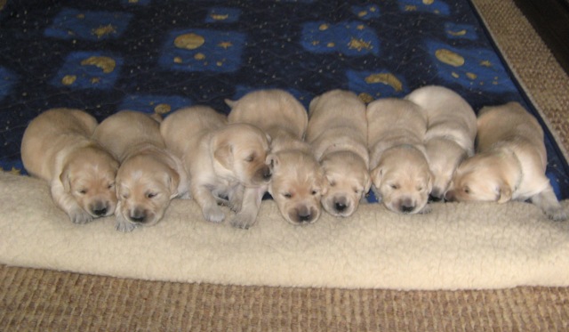 litter D - 14th day