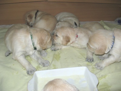 litter D - first pap after