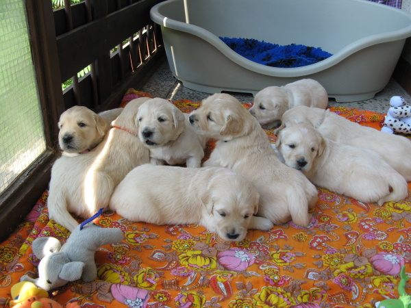 litter D - 22.day on the balcony