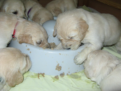 vrh D - 25.day - first pets food