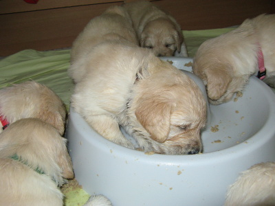 litter D - 25.day - pets food2