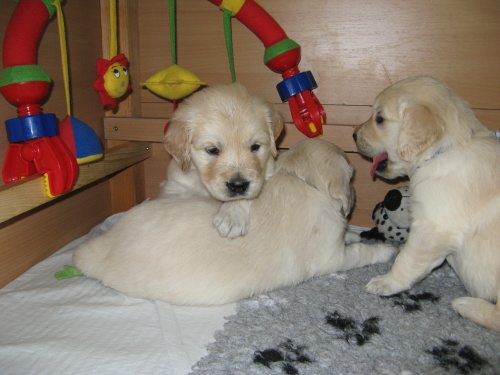 litter D - 29.day - boys