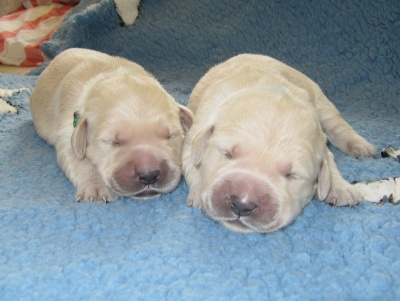 7.day - green and blue boys