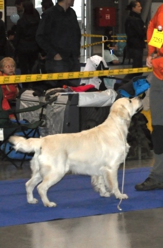 Enrico - CAC - Duocacib Praha 112013-2